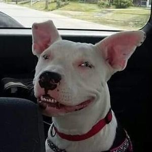 Meet your Posher, Billie